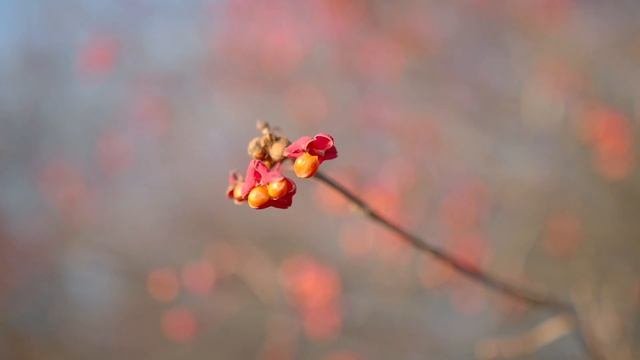 GH5 10 bit 4.2.2 V-log L graded footage