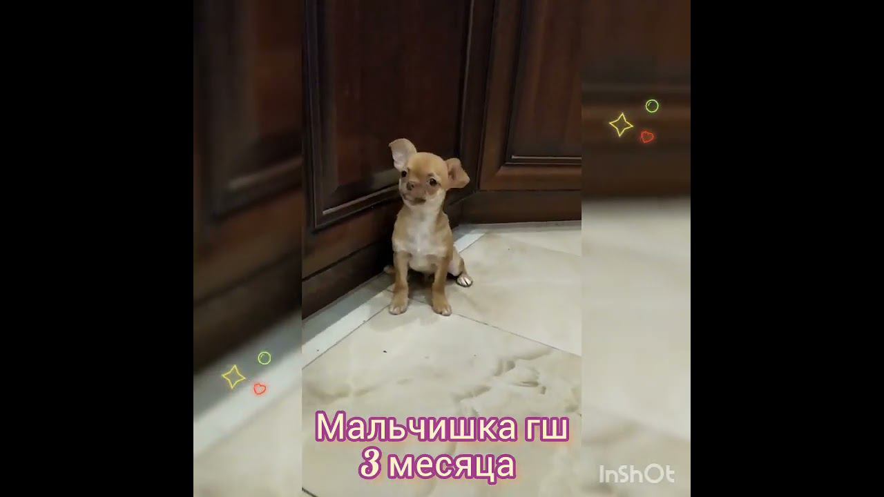 продается #чихуахуа  мальчик. Москва #красивыечихуахуа #щенкичихуахуа