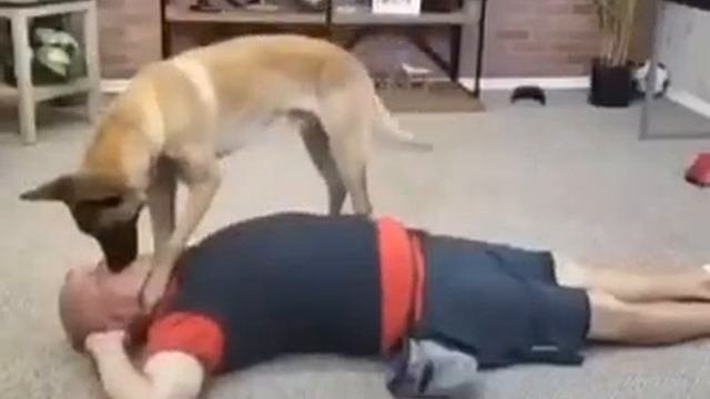 Пёс делает хозяину искусственное дыхание??