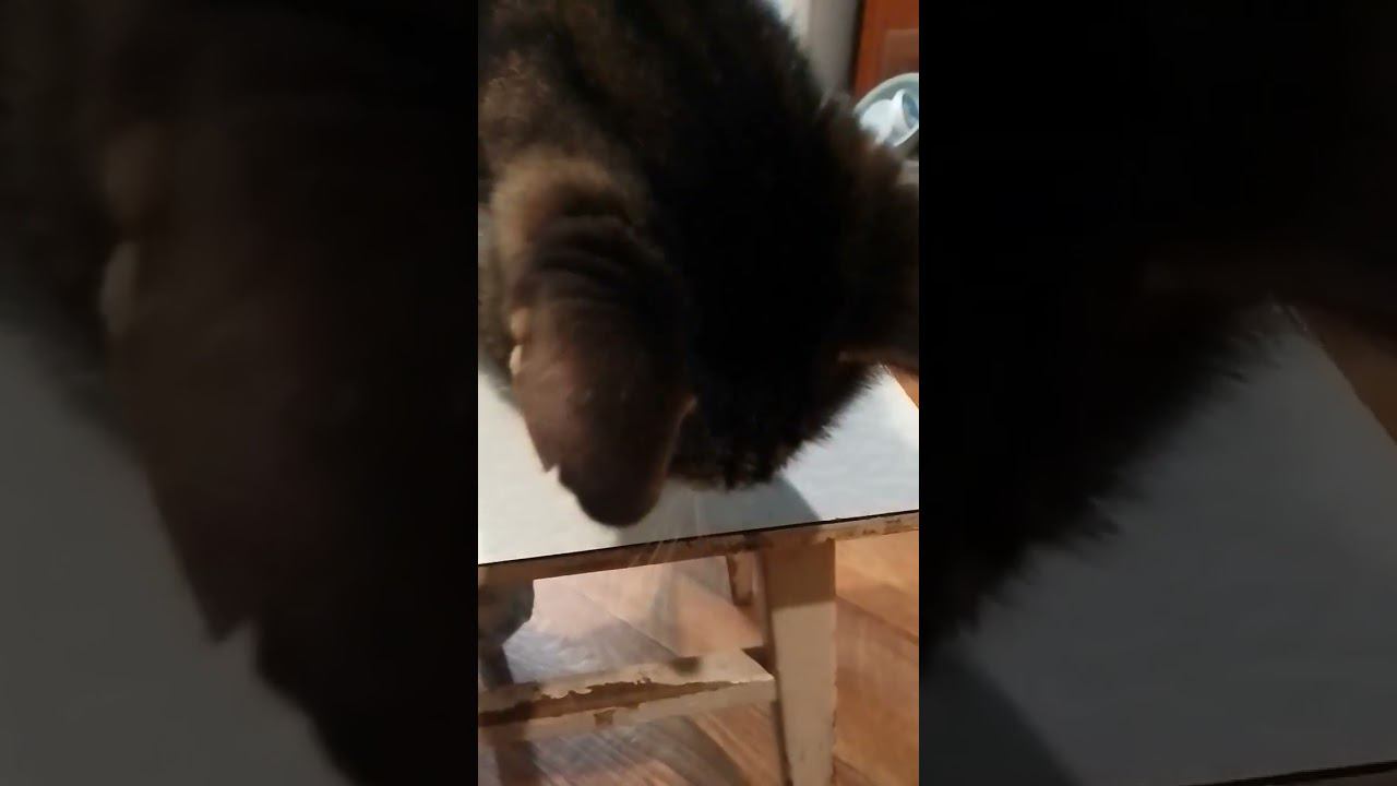 Ну очень вкусный паштет для кота