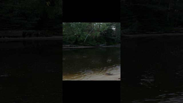 Вечерние уточки 🦆