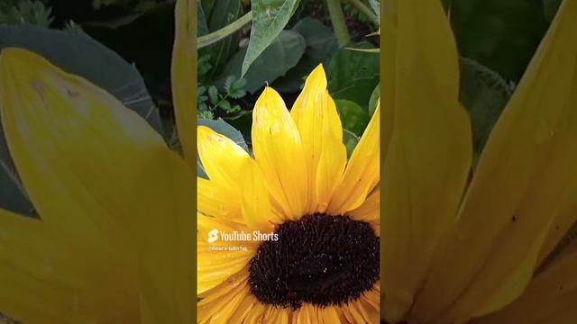 Подсолнухи 🌻.mp4