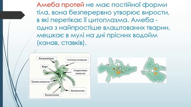 Біологія (6 клас).  Одноклітинні організми. Вчитель: Крючек Лариса Анатоліївна