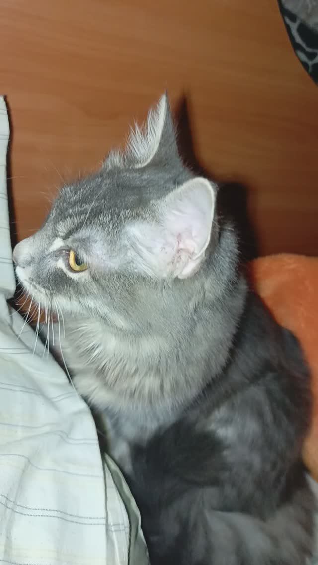 Пора спать ? #котяра #котята #кошки #котёнок