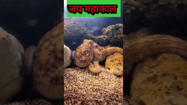 So beautiful short stories YouTube animals1