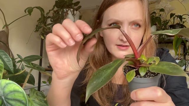 Plant Haul & Growth Updates || House Plant Care