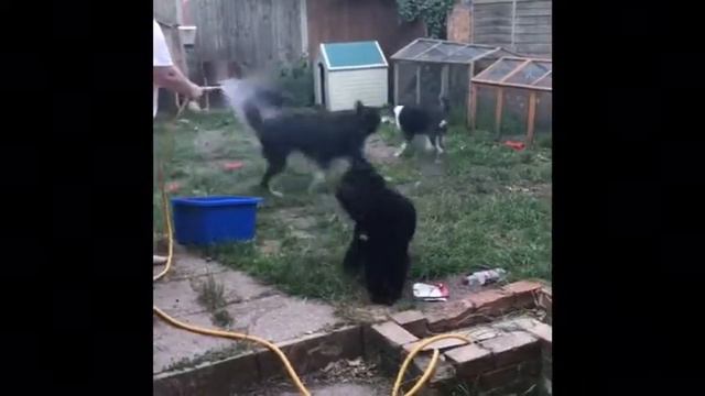 Fun in the garden - wet dogs