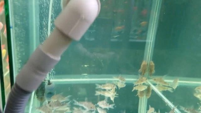 Обзор аквариумных рыбок на разводне Самые неприхотливые аквариумные рыбки