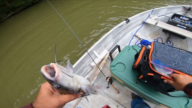 Berkley Gulp minnow fishing in my new boat.