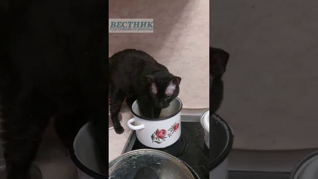 Кошка Сурен, которая не умеет пить