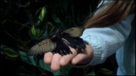 Парк Бабочек. Казань || Butterfly Park