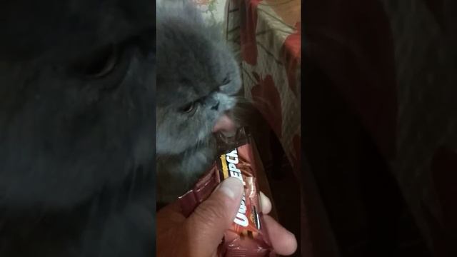 Кошка и шоколад