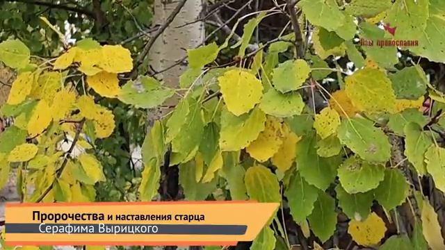 Пророчества и мудрые наставления Серафима Вырицкого