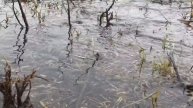 Просто талая вода играется.