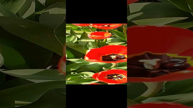 красные тюльпаны с белыми кончиками