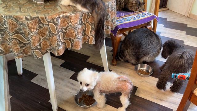 If cats are hungry,they immediately eat in the kitchen if not,they just watch how others eat.