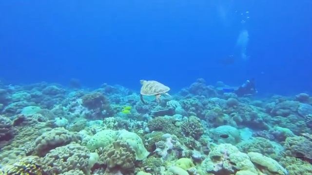 Beautiful  Aquatic Animals With Relaxing Music