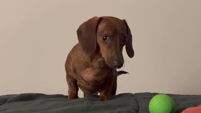 Mini dachshund isn't ready for bed
