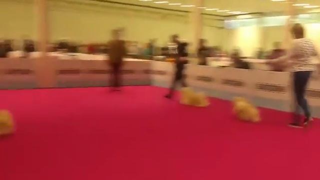 Lhasa Apso Cacib Nitra 17/09/2017