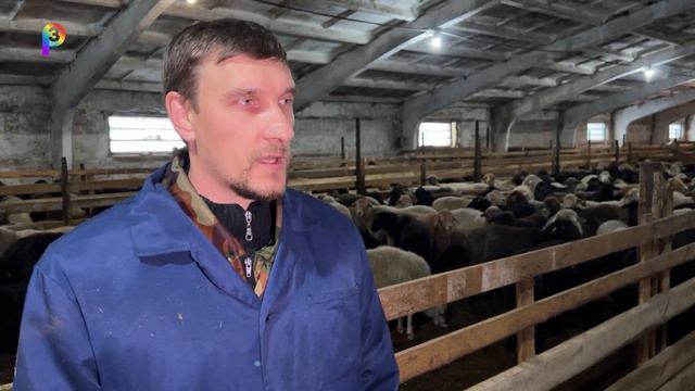 Ветеринарное обследование. Сергиевский район
