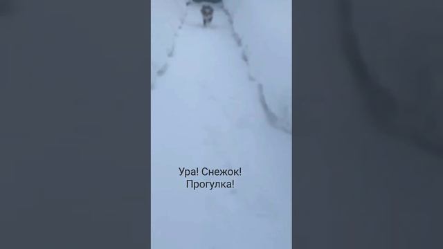 Одна из первых прогулок Фёдора