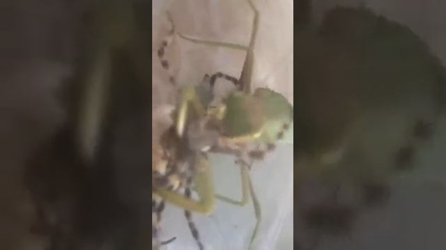 Самка богомола vs Опасный паук