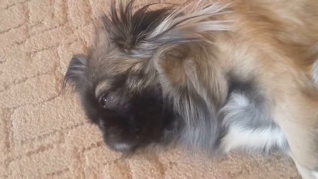 Bonita