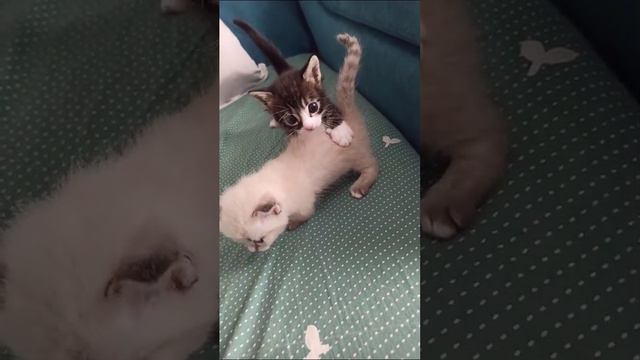 1000062196.mp4
