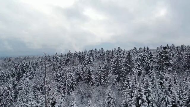 East Siberian Taiga. The Russian Forest X Восточно-Сибирская тайга. Российский лес.