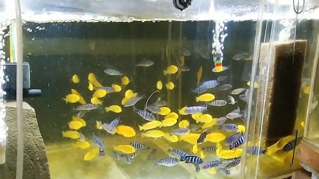 Обзор аквариумной фермы ИхтиАндр.