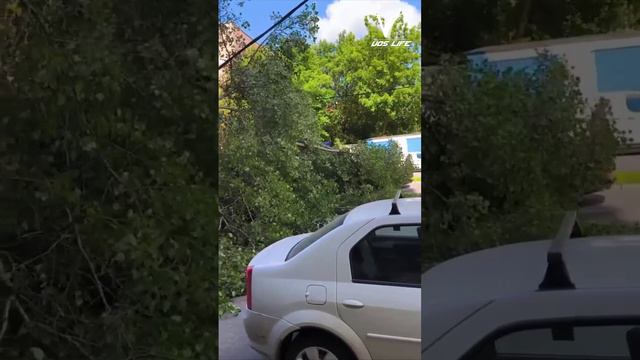 На Дубнинской улице упало большое дерево прямо на припаркованные авто