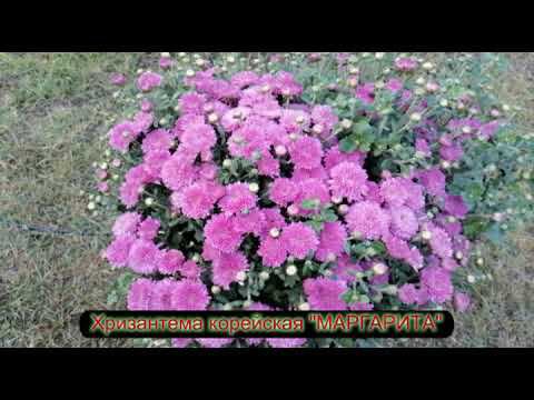 №77 Маргарита корейская 10 09 23