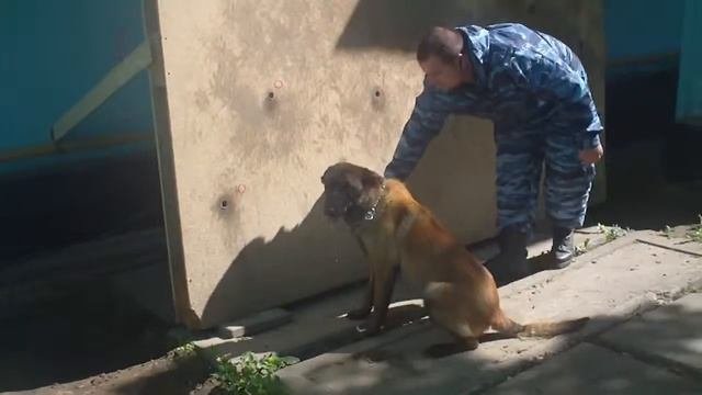 малинуа Урсус