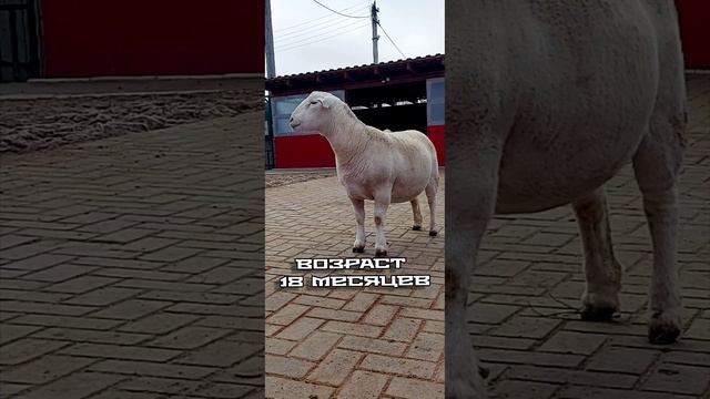 Племенная овца Белого Дорпера / Т5 / Breeding sheep of the White Dorper / T5