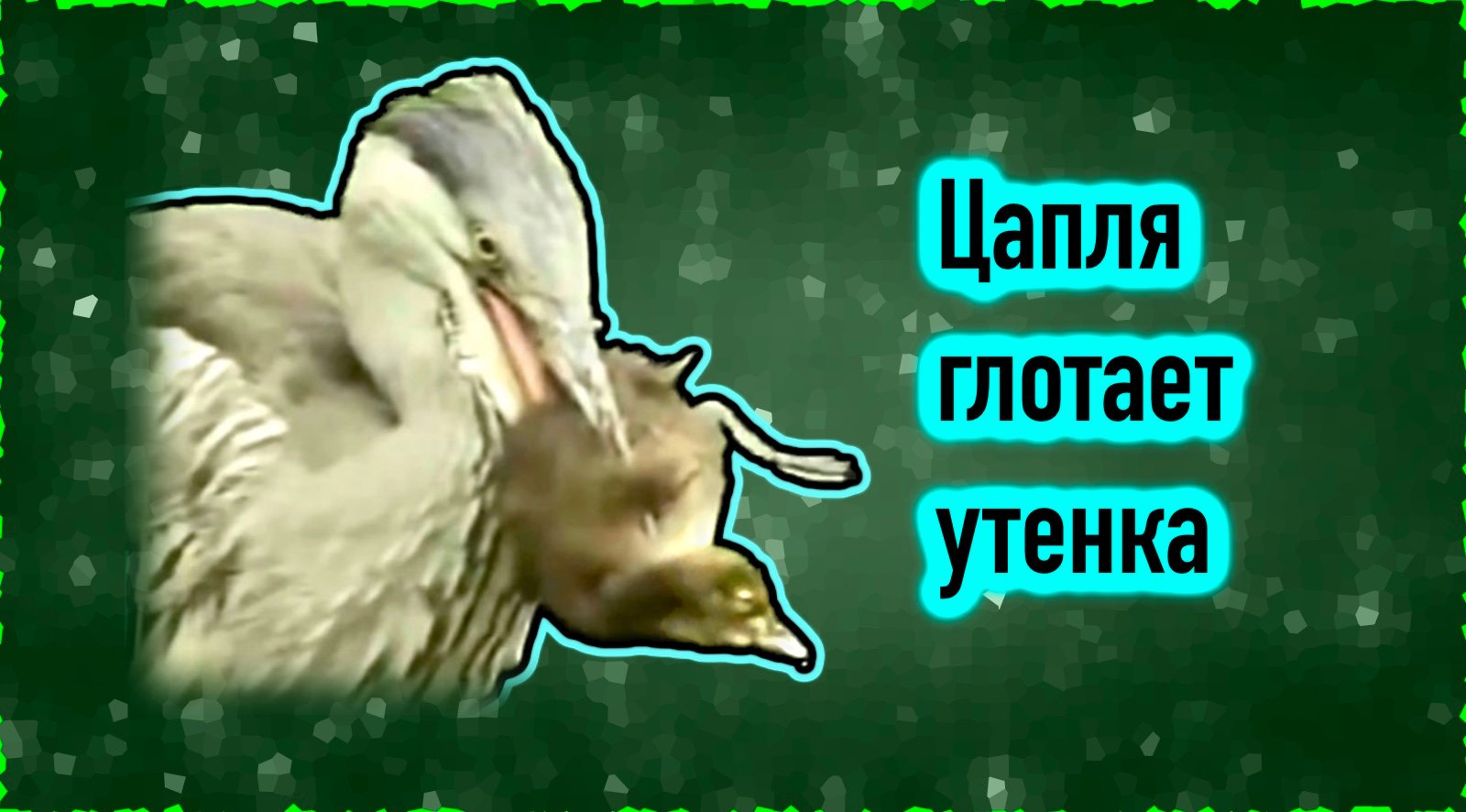 Цапля глотает утенка