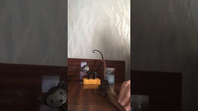 сказка про кошку которая хотела завоевать галактику