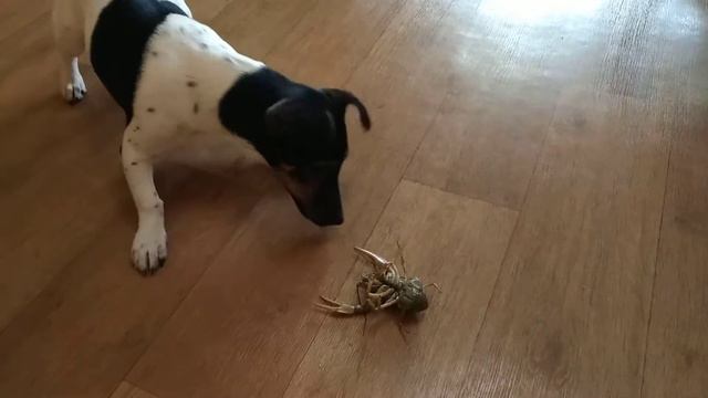 Джек Рассел и РАК!