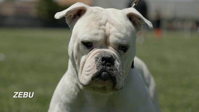 AMERICAN BULLDOGS THE BOLD AND THE BEAUTIFUL