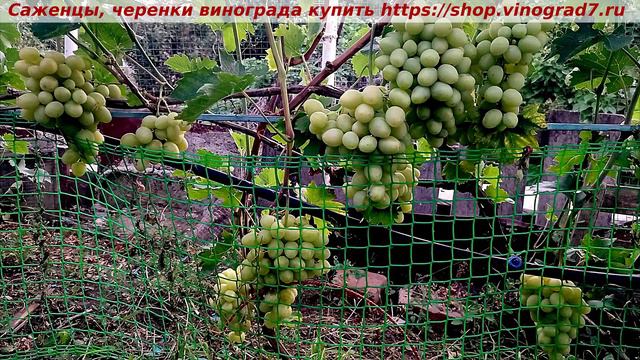 Парад сортов на 27.07.24 года - виноград  Сенатор. Купить черенки, саженцы https://shop.vinograd7.ru