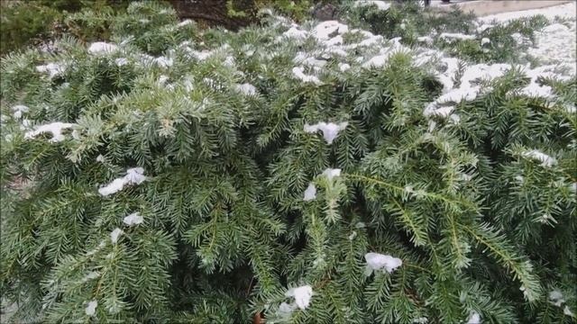 Предрождественские дни!А Снег не знал и падал.....