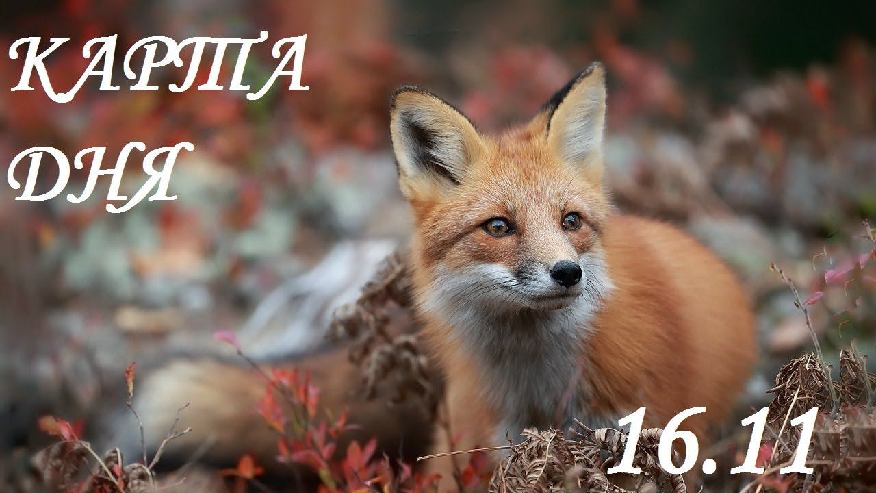 КАРТА ДНЯ 16 НОЯБРЯ ГОРОСКОП