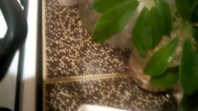 Schefflera корниThe Schefflera Arboricola stalk does not want to give roots in water. SOS!