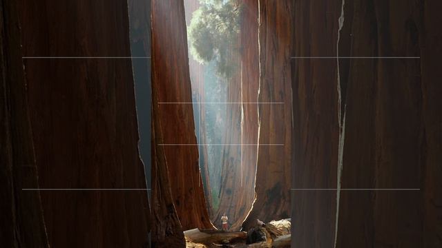 В парке Секвойя в Калифорнии можно встретить самые большие деревья на Земле, включая Генерал Шерм...