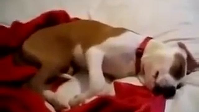 [Смишутки] Собака разговаривает во сне))
