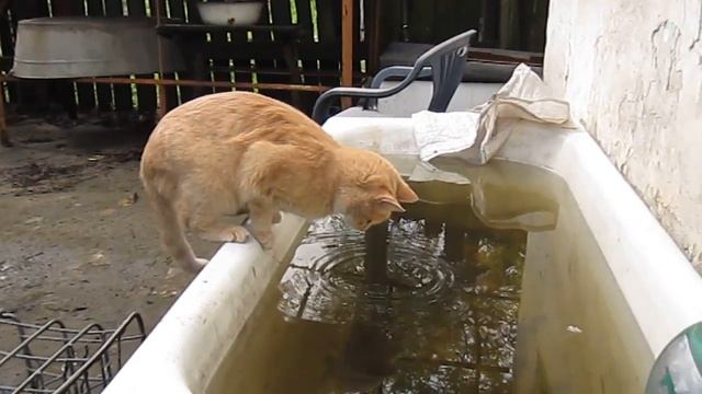 Кошка нюхает и щупает отражение в воде. Дася на даче.