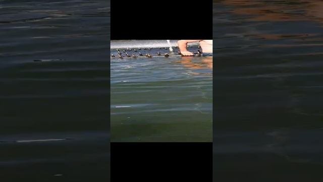 купание в фантане