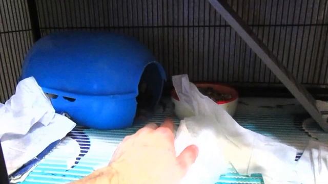 Пасюки и декорашки. Две стаи в одном видео. Крысы, кругом крысы. ( Wild Rats | Fancy Rats )