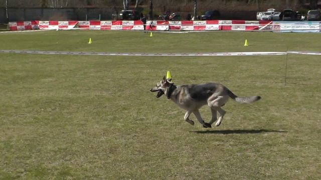 Чемпионат Московской области 2017 г. по ОКД и ЗКС (ОКД). Камера 2.