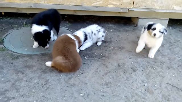 Ребята с моего двора!!!