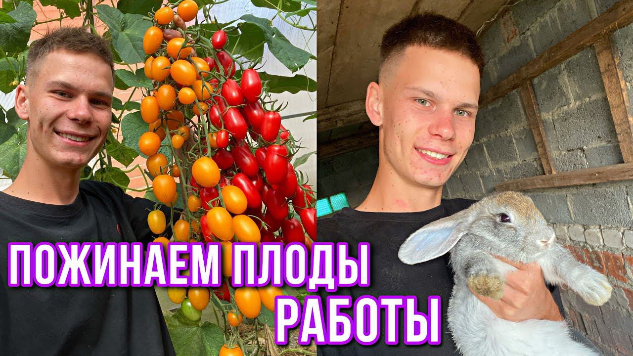 Урожайный год в Деревне / Строим новый Птичник /  Копаем картошку